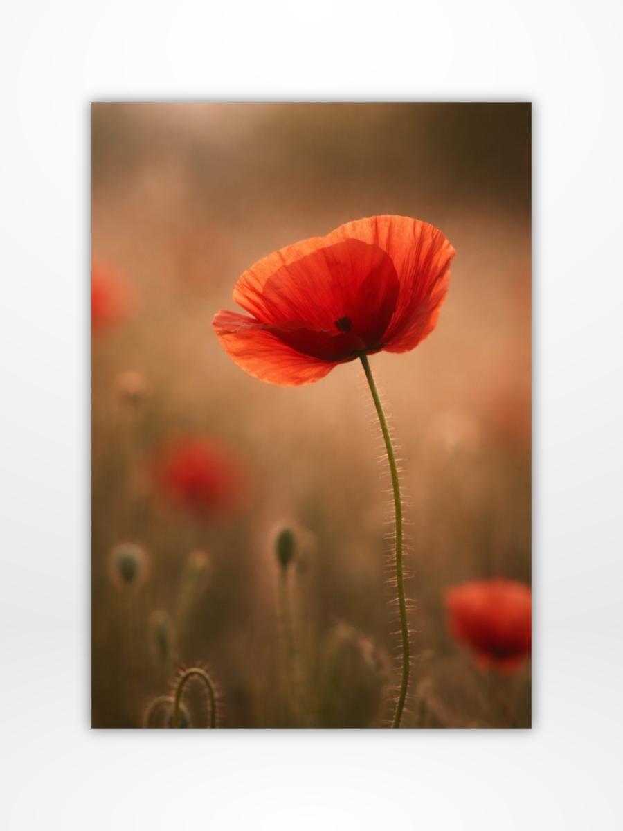 Poppy Dashboard (A5)