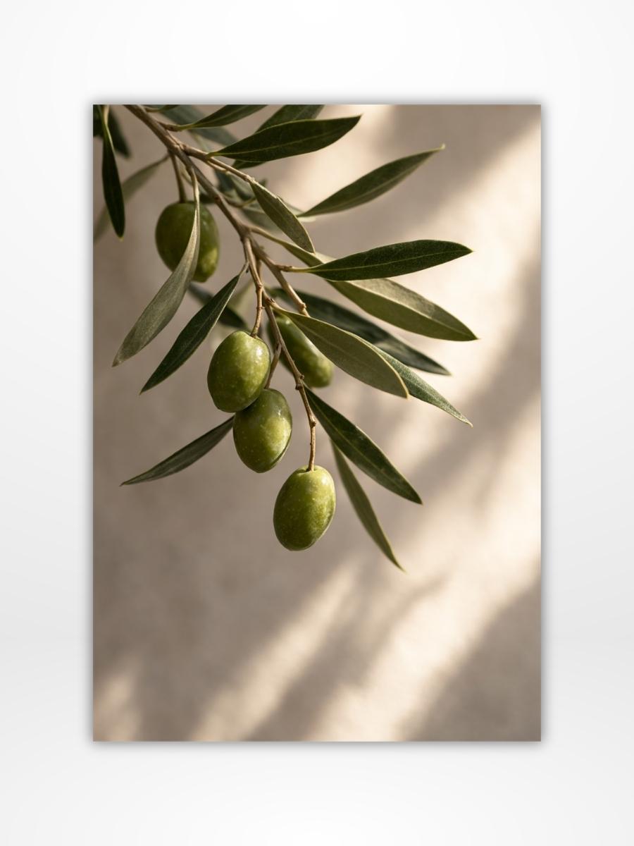 Olive Branch Dashboard (A5)