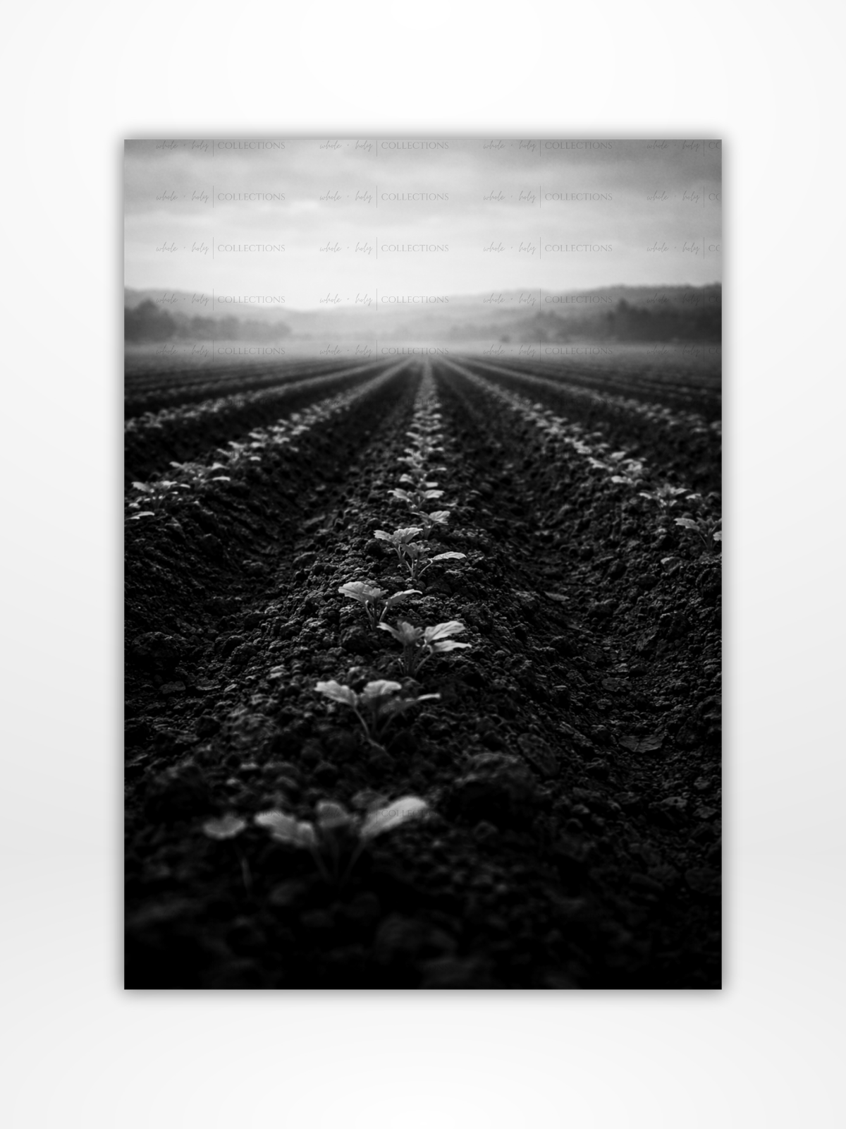 Stewardship Collection Bundle