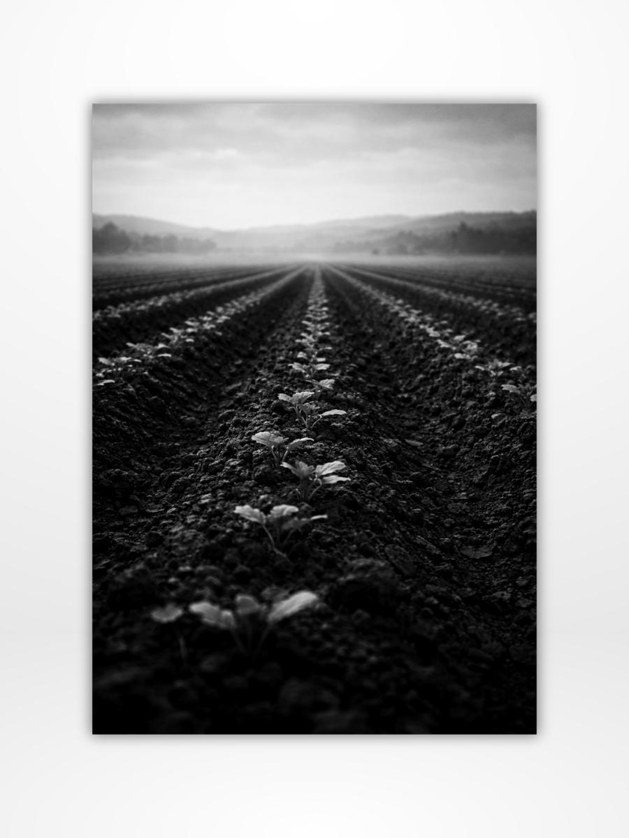 Faithful Cultivation Dashboard (A5)